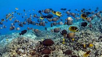 Kealakekua Bay Captain Cook Snorkeling