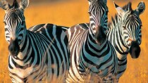 Three Day Private Tour from Zanzibar to Mikumi Safari Getaway