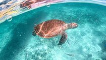 Exotik half a day tour: Cenote Cave and Swimming with Sea Turtles