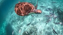Half Day Shared Tour in Cenote Cave and Swimming with Turtles 