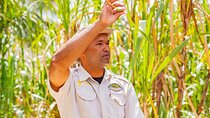 Dominican Countryside Half Day Tour