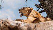 Day tour Lake Manyara National Park Safari 