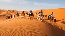 Camel Trekking In Abu Dhabi with Transfer, Fun and More