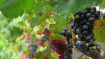 Vineyard Escapade and skywalk, a Wine Tour 4x4 Adventure