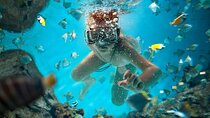 Full Day Catalina Island Snorkeling Adventure & Altos de Chavon