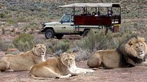 Sunset Big 5 Aquila Safari Snacks and Wine Tasting