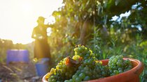 Full Day Private Judean Hills Wine Tour from Jerusalem
