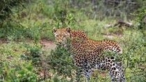 5 Days Lake Nakuru-Lake Naivasha & Maasai Mara Safari