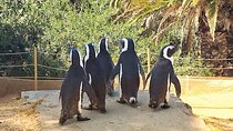 Table Mountain, Cape of Good Hope, Cape Point, Penguins Tour 