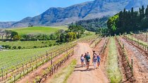 Constantia Wine Walk Storytelling Vineyard Tour with Lunch