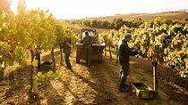 Exclusive Assisi & Sagrantino di Montefalco Wines from Florence 