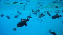 The Best 2.5 Hour Molokini Snorkel Tour & Whale Watch