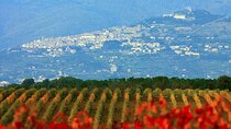 Exclusive Cortona tour from Florence: Land of Tuscan Syrah.
