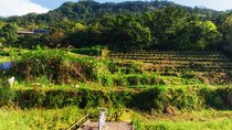 Private Tour Maokong Tea & Shenkeng Stinky Tofu from Taipei 