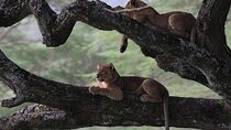 Private Lake Nakuru Day Tour From Nairobi