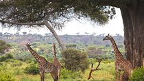 3 Day Safari Tarangire Lake Manyara and Ngorongoro Crater Tour