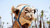 Agafay desert, quad , camel ride, luxury dinner
