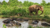 Private Tour Udawalawe National Park Full Day from Colombo