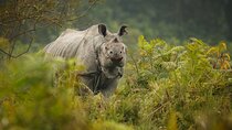 Explore Chitwan: Nepal’s Untamed Beauty