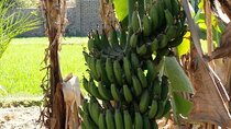 Private Nile River Adventure: Explore Banana Island Luxor