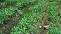 Private Tour Spice Garden & Tea Factory from Colombo