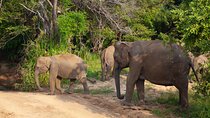 Private Tour Hurulu Eco Park Safari from Colombo