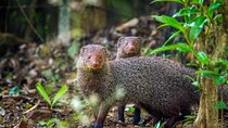 Private Tour Minneriya National Park from Colombo