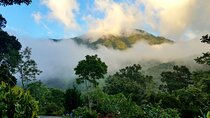 Blue Mountain Private Tour in Jamaica
