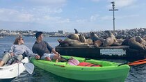 Kayaking with Sea Lions in a Calm Beautiful Harbor