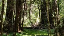 Alcatraz with Muir Woods and Sausalito Tour