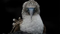 Galapagos Enchanting 3 Islands (5 Days)