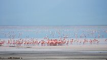Exploring the Wonders of Lake Manyara, A Full-Day Adventure