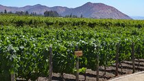 Full Day Private Maipo Valley Wine Tour from Santiago