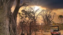 Safari Drive in Zambezi National Park