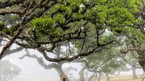 West volcanic pools & Unesco 4x4 Tour