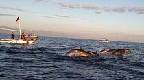 Lovina Sunrise Dolphin with option snorkeling and waterfall