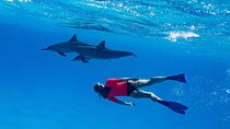 Cruise and Snorkeling with Dolphins Including Lunch from Hurghada