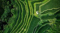 Bali: Ubud Highlights Tour with Private Guide and Transfers