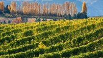 Full-Day Private Aconcagua Valley Wine Tour from Santiago