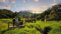 2 Hours Phuket Ethical Elephant Nature Park Visit