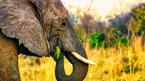 Dry Safari Game Drive in National Park