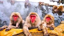 Private Snow Monkeys park Day Trip From Tokyo or Nagano