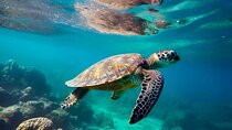 Private Tour Tulum Tortugas Cenote Beach All Inclusive