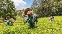 Kiambethu Tea Farm Tour & Lunch From Nairobi