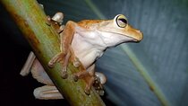 Manuel Antonio Night Jungle Tour