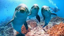 Full-Day Dolphin House from Hurghada