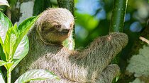 La Fortuna Birds, Butterfly Garden, sloths GROUP Guided Tour 2hrs