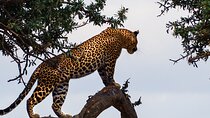 3 Days and 2 Nights Adventure in Masai Mara