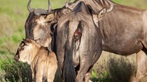 3 Days Masai Mara Mid range Private Safari