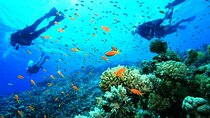 Diving Tour with Lunch 